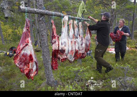 Le wapiti, l'orignal (Alces alces alces), les chasseurs dans la forêt de raccrocher les morceaux d'un coup et l'animal dépecé entre les arbres, de la Norvège, de Nord-Trondelag, Flatanger Banque D'Images