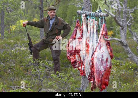 Le wapiti, l'orignal (Alces alces alces), chasseur dans la forêt s'appuyant sur son fusil à côté d'une rangée de pièces d'un animal dépecé suspendu entre les arbres, de la Norvège, de Nord-Trondelag, Flatanger Banque D'Images