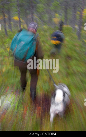 Le wapiti, l'orignal (Alces alces alces), les chasseurs avec un chien marche à travers une forêt pendant la chasse au wapiti annuel en septembre, la Norvège, Nord-Trondelag, Flatanger Banque D'Images