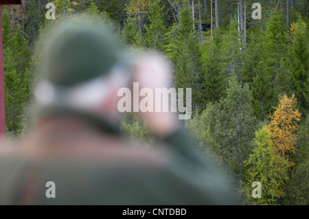 L'orignal, l'élan (Alces alces), l'élan hunter avec des jumelles à la recherche de elks, Norvège, Nord-Trondelag, Flatanger Banque D'Images