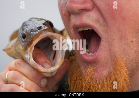 La morue de l'Atlantique, la morue, la pyrale (Gadus morhua), pêcheur tenant un animal capturé près de son visage en imitant sa bouche ouverte, la Norvège, Flatanger Banque D'Images