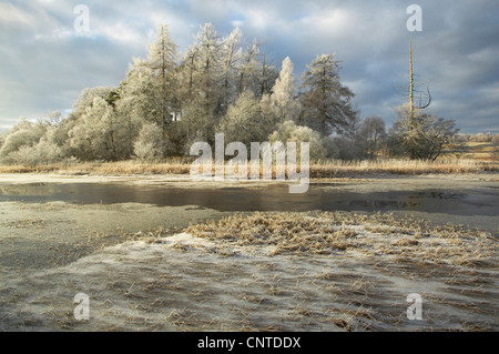 Loch Insh sur un matin d'hiver, le Royaume-Uni, l'Écosse, le Parc National de Cairngorms Banque D'Images