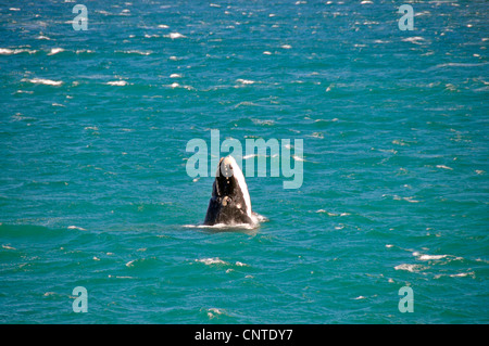 Baleine franche australe (Eubalaena australis, Balaena glacialis australis), dans la Walker Bay, Afrique du Sud, Hermanus Banque D'Images