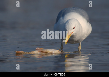 Yellow-legged Gull (Larus cachinnans), des profils avec un poisson mort, l'Allemagne, la Saxe Banque D'Images