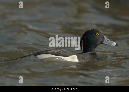 Fuligule morillon (Aythya fuligula) mâle en plumage nuptial natation, Allemagne, Saxe Banque D'Images