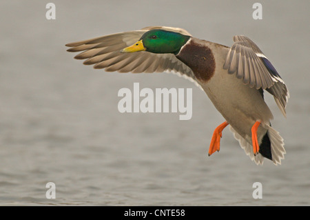 Le Canard colvert (Anas platyrhynchos), homme l'atterrissage, l'Allemagne, la Saxe Banque D'Images