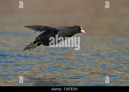 Black Foulque macroule (Fulica atra), adulte volant au-dessus de l'eau, l'Allemagne, la Saxe Banque D'Images