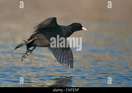 Black Foulque macroule (Fulica atra), adulte volant au-dessus de l'eau, l'Allemagne, la Saxe Banque D'Images