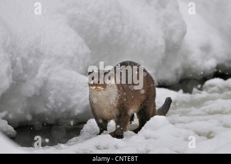 La loutre d'Europe, loutre d'Europe, la loutre (Lutra lutra), sur la neige à côté de Brook, Allemagne Banque D'Images