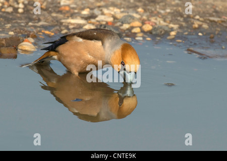 (Coccothraustes coccothraustes hawfinch), l'ale boire d'une flaque, Allemagne, Brandebourg Banque D'Images