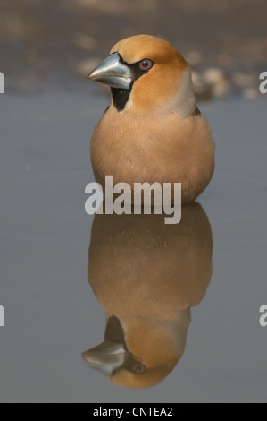 (Coccothraustes coccothraustes hawfinch), homme boire d'une flaque, Allemagne, Brandebourg Banque D'Images