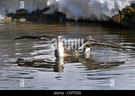 Black-throated diver (Gavia arctica), avec la diffusion de wings Banque D'Images