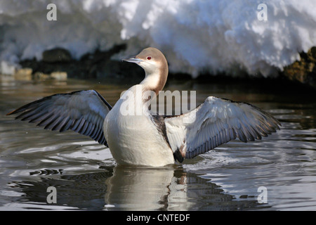 Black-throated diver (Gavia arctica), avec la diffusion de wings Banque D'Images