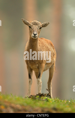 Mouflon (Ovis musimon, Ovis gmelini musimon, Ovis orientalis musimon), l'agneau, Allemagne, Brandebourg Banque D'Images