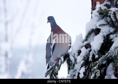 Pigeon ramier (Columba palumbus), assis dans un épicéa, Allemagne Banque D'Images