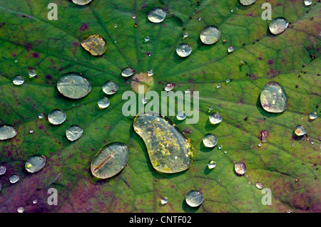 East Indian lotus (Nelumbo nucifera), feuille avec de l'eau gouttes Banque D'Images