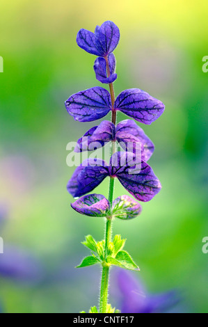 Parées de rouge, sauge, sauge annuelle Barbe-bleue, peint la sauge, salvia Barbe-bleue, wild clary (Salvia viridis, Salvia horminum), inflorescence Banque D'Images