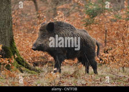 Le sanglier, le porc, le sanglier (Sus scrofa), homme debout en forêt de hêtres, Allemagne Banque D'Images