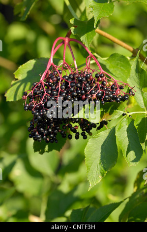 Noir européen ancien (Sambucus nigra), l'aîné des baies, Allemagne, Rhénanie du Nord-Westphalie Banque D'Images