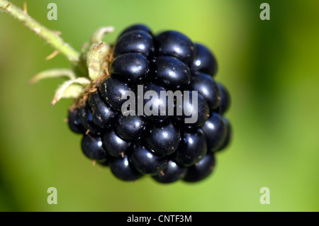 Blackberry arbustives (Rubus fruticosus agg.), blackberry, Allemagne, Rhénanie du Nord-Westphalie Banque D'Images