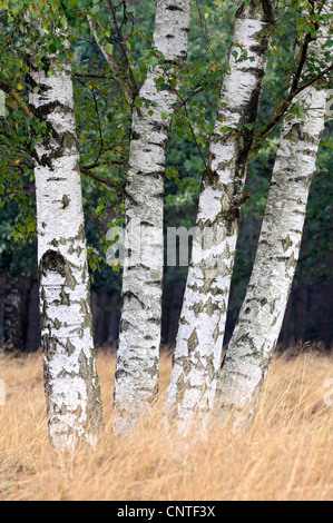 Bouleau commun, le bouleau verruqueux, bouleau blanc européen, le bouleau blanc (Betula pendula, Betula alba), les tiges dans un champ, l'Allemagne, Rhénanie du Nord-Westphalie, la réserve naturelle du Westruper Heide Banque D'Images