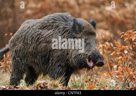 Le sanglier, le porc, le sanglier (Sus scrofa), homme debout en forêt de hêtres, Allemagne Banque D'Images