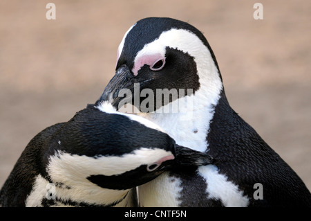 Jackass penguin, manchot, le putois (Spheniscus demersus), couple greeting Banque D'Images