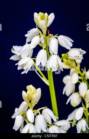 Couleur blanc bluebells prises sur un fond bleu foncé Banque D'Images