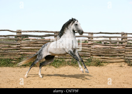 Cheval andalou (Equus przewalskii f. caballus), au galop, en Allemagne, en Saxe Banque D'Images