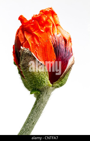 L'ouverture des bourgeons du coquelicot sur un fond blanc. Banque D'Images