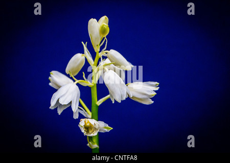 Couleur blanc bluebells prises sur un fond bleu foncé Banque D'Images