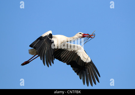 Cigogne Blanche (Ciconia ciconia), voler avec le matériel du nid, Allemagne Banque D'Images