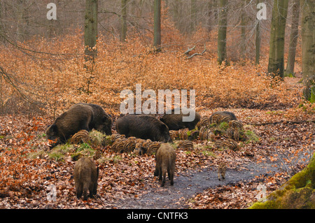 Le sanglier, le porc, le sanglier (Sus scrofa), les porcs à chercher de la nourriture dans la forêt de hêtres, de l'Allemagne, en Rhénanie du Nord-Westphalie, Rhénanie-Palatinat Banque D'Images