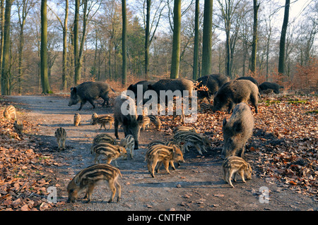 Le sanglier, le porc, le sanglier (Sus scrofa), les porcs à chercher de la nourriture dans la forêt de hêtres, de l'Allemagne, en Rhénanie du Nord-Westphalie, Rhénanie-Palatinat Banque D'Images