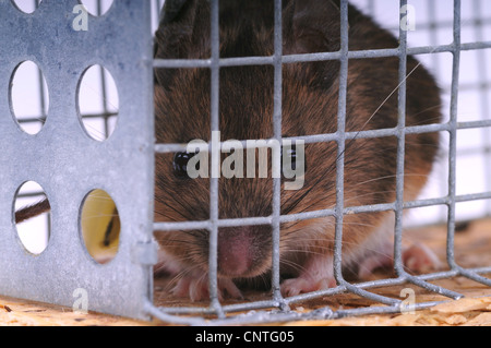 Souris domestique (Mus musculus), dans une souricière Banque D'Images