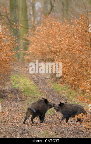 Le sanglier, le porc, le sanglier (Sus scrofa), deux personnes, de lutte contre l'Allemagne, en Rhénanie du Nord-Westphalie, Rhénanie-Palatinat Banque D'Images