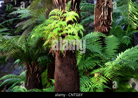 Fougère arborescente de Tasmanie, Soft fougère arborescente (Dicksonia antarctica), les fougères arborescentes, Nouvelle-Zélande Banque D'Images