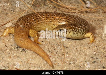 (Chalcides ocellatus ocellated skink), couché dans le sable Banque D'Images