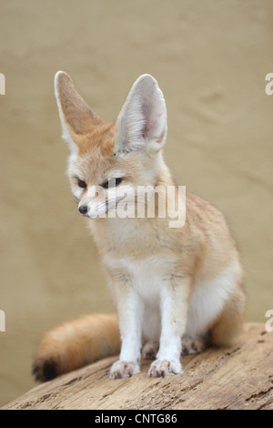 Fennec Fennecus zerda, fox (Vulpes zerda), assis Banque D'Images