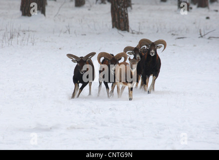 Mouflon (Ovis musimon, Ovis gmelini musimon, Ovis orientalis musimon), groupe en hiver, Allemagne Banque D'Images