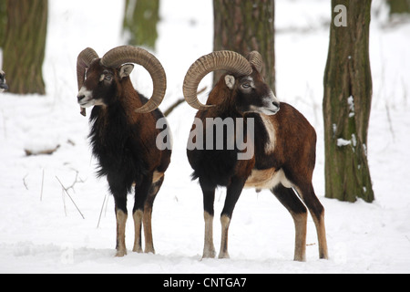 Mouflon (Ovis musimon, Ovis gmelini musimon, Ovis orientalis musimon), deux mâles im winter, Allemagne Banque D'Images