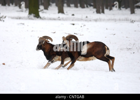 Mouflon (Ovis musimon, Ovis gmelini musimon, Ovis orientalis musimon), deux mâles im winter, Allemagne Banque D'Images