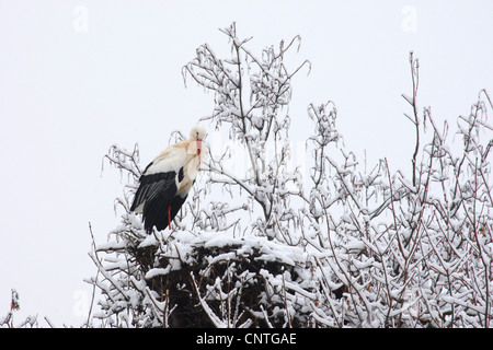 Cigogne Blanche (Ciconia ciconia), en hiver à la nid , Allemagne Banque D'Images