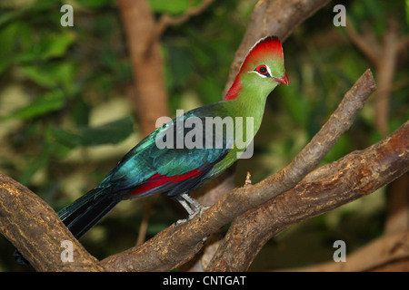 Touraco de Knysna, Knysna Lourie (Tauraco corythaix), assis sur une branche Banque D'Images