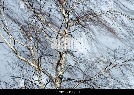 Bouleau commun, le bouleau verruqueux, bouleau blanc européen, le bouleau blanc (Betula pendula, Betula alba), Tree Top en tempête, Allemagne Banque D'Images