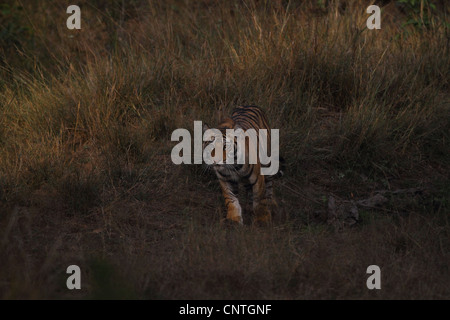 Tiger Cub dans Bandhavgarh National Park Banque D'Images