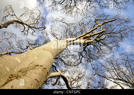 Le hêtre commun (Fagus sylvatica), vue sur un arbre haut, l'Allemagne, Mecklenburg Vorpommern, Poméranie occidentale Lagoon Salon National Park Banque D'Images