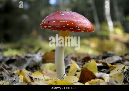 Agaric fly (Amanita muscaria), en bois de l'automne, l'Allemagne, Mecklenburg Vorpommern, Poméranie occidentale Lagoon Salon National Park Banque D'Images