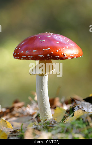 Agaric fly (Amanita muscaria), en bois de l'automne, l'Allemagne, Mecklenburg Vorpommern, Poméranie occidentale Lagoon Salon National Park Banque D'Images