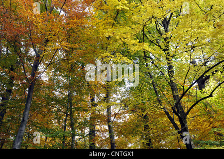 Le hêtre commun (Fagus sylvatica), forêt d'automne, Allemagne Banque D'Images